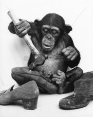 Schimpanse repariert Stiefel