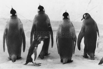 Gemischte Pinguingruppe