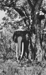 afrikanischer Elefant mit riesigen Stosszaehnen unter eine Baum