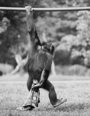 Affe haengt mit einem Arm an der Stange