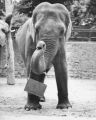 Elefant mit Schild