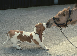 Beagle mit Kamel