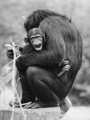 Schimpanse mit schreiendem Jungen