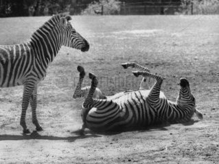 Zebra liegt auf Ruecken