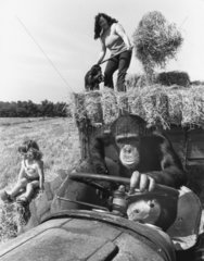 Schimpanse faehrt Traktor