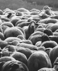Schafsblick aus Schafherde