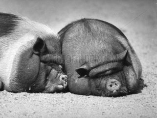 2 Schweine liegen