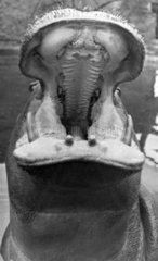 Nilpferd zeigt seine Zaehne