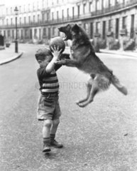 Hund und Junge spielen mit Ball