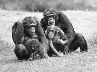 2 Schimpansen mit 2 Jungen