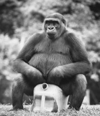 Gorilla sitzt auf Kanister