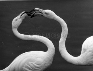 2 Flamingos schnabeln