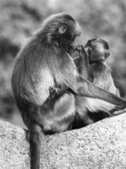 Affe wird von Jungem geneckt