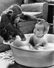 Schimpanse waescht Kind