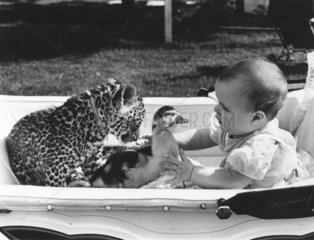 Baby mit Leopard und Ente im Kinderwagen