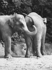 2 Elefanten moegen sich