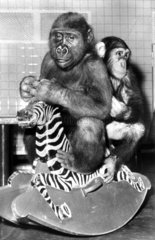 Gorila und Schimpanse auf Schaukelzebra
