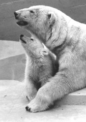 Eisbaerbaby unter dem Kopf seiner Mutter