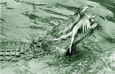 Krokodil verschlingt Vogel