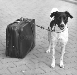 Hund an Koffer gebunden