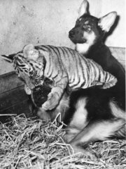 zwei junge Schaeferhunde mit jungem Tiger