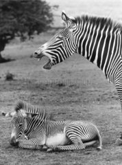 Zebra mit Jungem