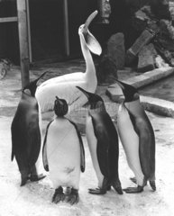 Pelikan singt mit Pinguinen