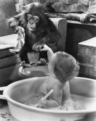 Schimpanse waescht Kind