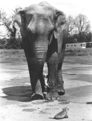 Elefant mit kleinem Loewen