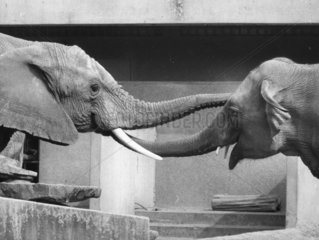 2 Elefanten ruesseln
