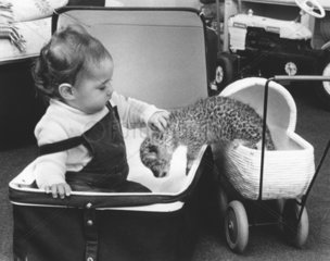Kind + Raubkatze in Kinderwagen