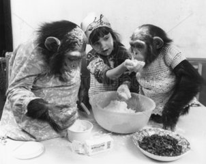 2 Schimpansen 1 Maedchen backen Kuchen
