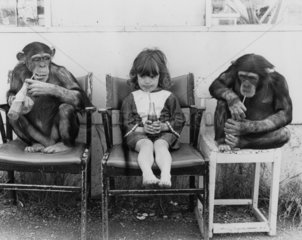 2 Schimpansen 1 Maedchen trinken Cola