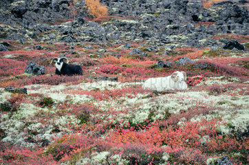Schafsboecke auf Island