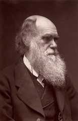 Charles Darwin ( 1809 - 1882 )  Portraet
