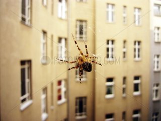 Spinne im Innenhof