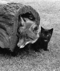 Fuchs mit Katze