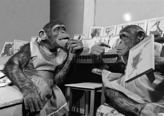 zwei Schimpansen als Kuenstler