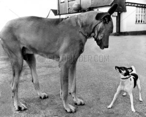 Grosse Dogge und kleiner Jack Russell