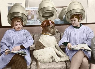 Hund beim Friseur