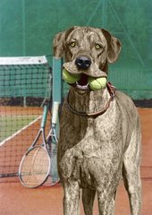 Dogge mit Tennisbaellen