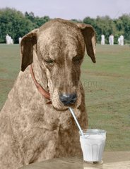 Dogge trinkt mit Strohhalm