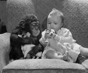 Schimpanse mit Baby und Jack Russell Welpen