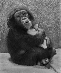 Schimpanse schmusst mit Hund