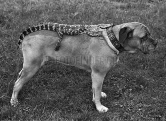 Hund mit Krokodil
