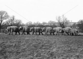 Elefanten marschieren in einer Reihe