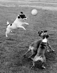 Jack Russell spielt mit anderen Hunden Ball