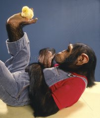 Schimpanse spielt mit Kuecken