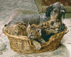 Dackel und Leoparden im Korb