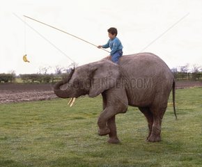 Junge reitet Elefanten  Banane